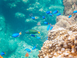 サンゴに集まる、キンギョハナダイ（ハナダイ亜科）、ソラスズメダイ（スズメダイ科）、ニシキベラ、オトメベラ（ベラ科）他の群れ。

日本国静岡県伊豆半島賀茂郡南伊豆町中木から渡し船で渡るヒリゾ浜にて。
2022年9月水中撮影。
Sea Goldie (Pseudanthias squamipinnis), Heavenly Damselfish (Pomacentrus coelestis), Cup