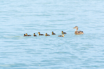 A family of ducks, a duck and its little ducklings are swimming in the water. The duck takes care of its newborn ducklings. Mallard, lat. Anas platyrhynchos