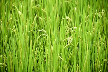 Rice, a vital cereal with millennia of cultivation, is a nutrient-rich staple consumed by half the world's population, processed into various foods.