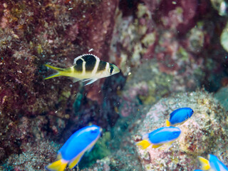 美しいヨコシマクロダイ（フエフキダイ科）の幼魚とソラスズメダイ（スズメダイ科）他の群れ。

日本国静岡県伊豆半島賀茂郡南伊豆町中木から渡し船で渡るヒリゾ浜にて。
2022年9月水中撮影。

Humpnose big-eye bream (Monotaxis grandoculis) juvenile and a school of Heavenly Damselfish (Pomacentrus 
