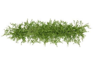 Shrub plant cutout top view