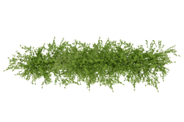 Shrub plant cutout top view