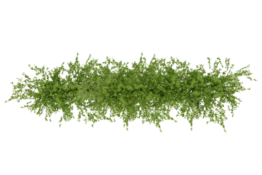 Shrub plant cutout top view