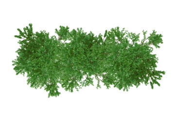 Top view greenery forest trees on transparent background