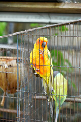 Yellow-orange-green parrots live in a large metal mesh cage on a blurred background. 