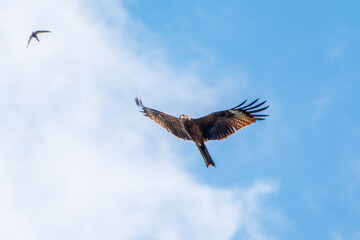 The bird of prey Black Kite flying in blue Sky