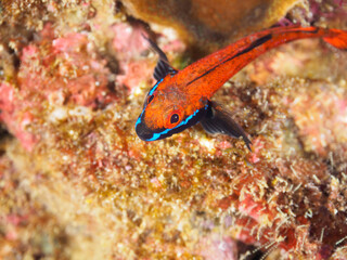 美しいヨゴレヘビギンポ（ヘビギンポ科）。

日本国静岡県伊豆半島賀茂郡南伊豆町中木から渡し船で渡るヒリゾ浜にて。
2022年9月水中撮影。

Beautiful YOGORE triplefins (Helcogramma nesion).
