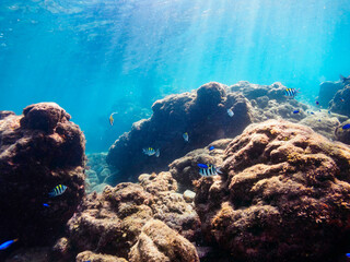 美しいツノダシ（ツノダシ科）、オヤビッチャ（スズメダイ科）他の群れ。

日本国静岡県伊豆半島賀茂郡南伊豆町中木から渡し船で渡るヒリゾ浜にて。
2022年9月水中撮影。


Beautiful school of Moorish Idol (Zanclus cornutus) and Sergeant Major (Abudefduf vaigiensis) and other.
