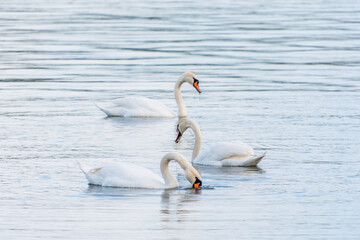 Graceful white Swans swimming in the lake, swans in the wild