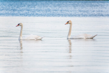 Two Graceful white Swans swimming in the lake, swans in the wild
