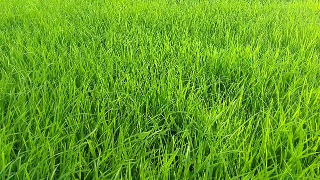 green rice young plant in field