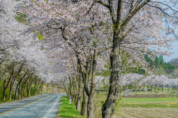 Fototapeta premium A serene road bordered by rows of cherry blossom trees in full bloom on a peaceful spring day, in rural South Korea