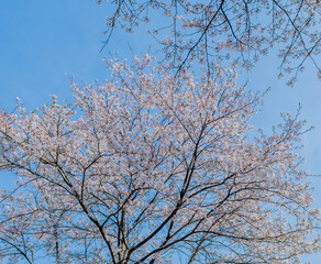 View of a tree with cherry blossoms set against a clear blue sky, creating a tranquil spring atmosphere, in rural South Korea