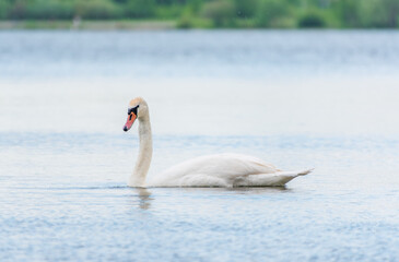 Graceful white Swan swimming in the lake, swans in the wild. Portrait of a white swan swimming on a lake.