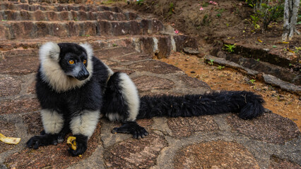 Charming lemur vari Varecia variegata is sitting on the stone steps, eating a banana.  Fluffy black and white fur, long tail, bright orange eyes. Madagascar. Lemur Island.  Nosy Soa Park