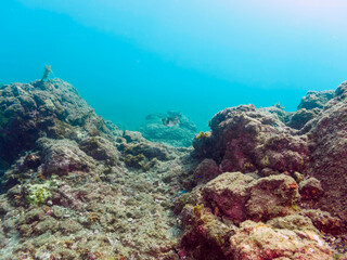 美しく大きなイシガキフグ（ハリセンボン科）。

日本国静岡県伊豆半島賀茂郡南伊豆町中木から渡し船で渡るヒリゾ浜にて。
2022年9月水中撮影。

The Beautiful large Pacific Burrfish (Chilomycterus reticulatus).
