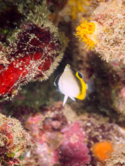 可愛いフウライチョウチョウウオ（チョウチョウオ科）の幼魚他。

日本国静岡県伊豆半島賀茂郡南伊豆町中木から渡し船で渡るヒリゾ浜にて。
2022年9月水中撮影。

A lovely juvenile Vagabond Butterflyfish (Chaetodon Vagabundus)) and others.
