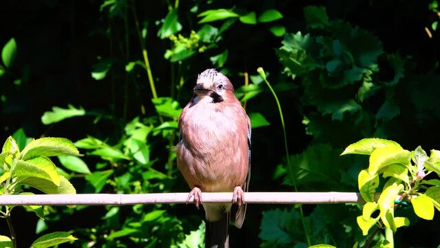 JAY (Garrulus glandarius) in an English Country Garden