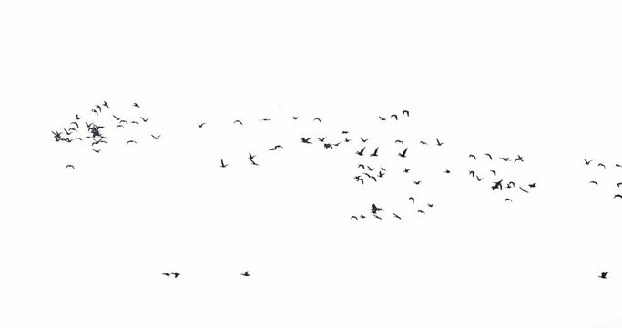 Many Geese Flying