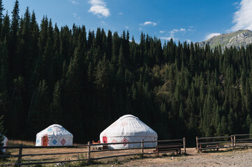 traditional houses of Asian nomads yurts in a field near a spruce forest in summer in the Tien Shan mountains in Kazakhstan