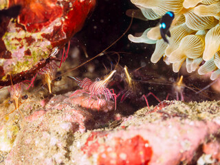 美しいイソギンチャク畑の可愛いミツボシクロスズメダイ（スズメダイ科）、サラサエビ（サラサエビ科）他の群れ。

日本国静岡県伊豆半島賀茂郡南伊豆町中木から渡し船で渡るヒリゾ浜にて。
2022年9月水中撮影。
Threespot dascyllus (Dascyllus trimaculatus) and Cleaner Shrimp (Rhynchocinetes uritai) and other