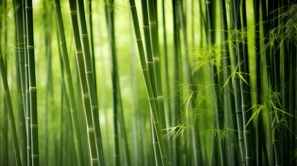 Fototapeta premium grove bamboo trees