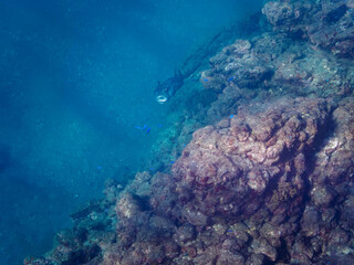 美しく大きなイシガキフグ（ハリセンボン科）。

日本国静岡県伊豆半島賀茂郡南伊豆町中木から渡し船で渡るヒリゾ浜にて。
2022年9月水中撮影。

The Beautiful large Pacific Burrfish (Chilomycterus reticulatus).
