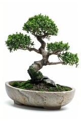 Bonsai tree in a traditional ceramic pot
