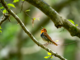森の中で枝に留まってさえずっているコマドリの雄