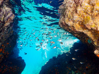 水中洞窟にいる、美しいミナミハタンポ（ハタンポ科）、クロホシイシモチ（テンジクダイ科）他の幼魚の群れ。

日本国静岡県伊豆半島賀茂郡南伊豆町中木から渡し船で渡るヒリゾ浜にて。
2022年9月水中撮影。

Black-Stripe Sweeper (Pempheris schwenkii), a Spotnape cardinalfish (Ostorhinchus notatus), and ot