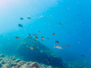 美しいホウライヒメジ（ヒメジ科）、チョウチョウウオ（チョウチョウウオ科）、キビナゴ（ニシン科）他の群れ。

日本国静岡県伊豆半島賀茂郡南伊豆町中木から渡し船で渡るヒリゾ浜にて。
2022年9月水中撮影。
Whitesaddle goatfish (Parupeneus ciliatus) Oriental ButterflyFish (Chaetodon aurites), Silver-Stri