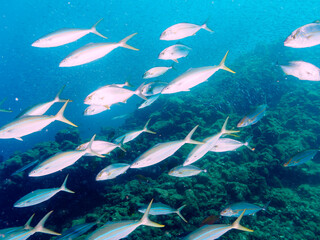 キビナゴの大群を襲う迫力あるカンパチとツムブリ（アジ科）の群れ。

日本国静岡県伊豆半島賀茂郡南伊豆町中木から渡し船で渡るヒリゾ浜にて。
2022年9月水中撮影。

Powerful schools of Greater Amberjack (Seriola dumerili) and Rainbow Runner (Elagatis bipinnulata) (horse mackerel fa