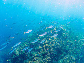 キビナゴの大群を襲う迫力あるカンパチとツムブリ（アジ科）の群れ。

日本国静岡県伊豆半島賀茂郡南伊豆町中木から渡し船で渡るヒリゾ浜にて。
2022年9月水中撮影。

Powerful schools of Greater Amberjack (Seriola dumerili) and Rainbow Runner (Elagatis bipinnulata) (horse mackerel fa