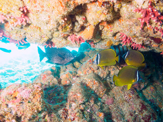 水中洞窟にいる、大きく美しいイシガキダイ（イシダイ科）、チョウチョウウオ（チョウチョウウオ科）他の群れ。

日本国静岡県伊豆半島賀茂郡南伊豆町中木から渡し船で渡るヒリゾ浜にて。
2022年9月水中撮影。

Spotted Knifejaw (Oplegnathus punctatus), Oriental ButterflyFish (Chaetodon aurites) at the under
