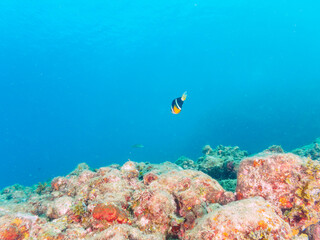 美しいイソギンチャク畑の可愛いクマノミ（クマノミ亜科）。

日本国静岡県伊豆半島賀茂郡南伊豆町中木から渡し船で渡るヒリゾ浜にて。
2022年9月水中撮影。

The Lovely Yellowtail clownfish (Amphiprion clarkii) in Beautiful Sea Anemones,
