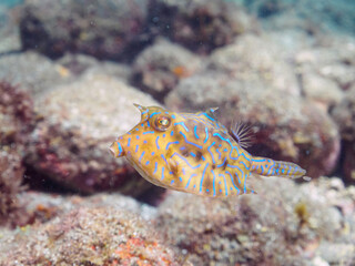 可愛いシマウミスズメ（ハコフグ科）幼魚他。

日本国静岡県伊豆半島賀茂郡南伊豆町中木から渡し船で渡るヒリゾ浜にて。
2022年9月水中撮影。

Lovely juvenile Thornback cowfish (Lactoria fornasini) and others.
