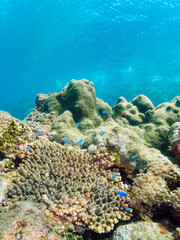 美しいサンゴの群生と青い海と水面を泳ぐスキンダイバーたち。

日本国静岡県伊豆半島賀茂郡南伊豆町中木から渡し船で渡るヒリゾ浜にて。
2022年9月水中撮影。

Beautiful coral colonies, blue ocean and skin divers swimming on the surface.
