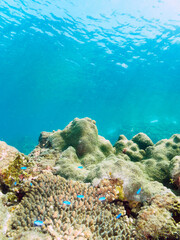 美しいサンゴの群生と青い海と水面を泳ぐスキンダイバーたち。

日本国静岡県伊豆半島賀茂郡南伊豆町中木から渡し船で渡るヒリゾ浜にて。
2022年9月水中撮影。

Beautiful coral colonies, blue ocean and skin divers swimming on the surface.
