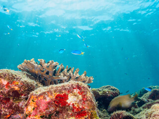 美しいテーブルサンゴと可愛いナンヨウハギ（ニザダイ科）の幼魚とソラスズメダイ（スズメダイ科）他の群れ。

日本国静岡県伊豆半島賀茂郡南伊豆町中木から渡し船で渡るヒリゾ浜にて。
2022年9月水中撮影。

juvenile Palette surgeonfish (Fragtail surgeonfish), Heavenly Damselfish (Pomacentrus coelestis) a