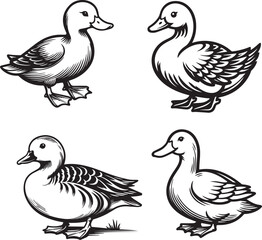 set of ducks