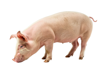 A pig standing and looking down, isolated on transparent background, perfect for agricultural themes.