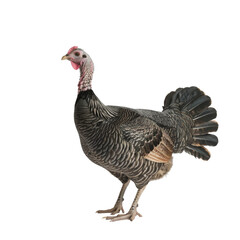 A domestic turkey with brown and black feathers, isolated on transparent background, showcasing its distinctive features.