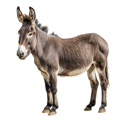 Fototapeta premium A brown donkey standing isolated on transparent background, idea for various agricultural and animal-themed uses.