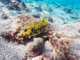 ウミトサカ等のソフトコーラルが群生する岩場を漂う、美しい大きく美しいサザナミフグ（フグ科）他。

日本国静岡県伊豆半島賀茂郡南伊豆町中木から渡し船で渡るヒリゾ浜にて。
2022年9月水中撮影。

Beautiful big and beautiful White-spotted puffer (Arothron hispidus) and others drifting on the rocky 