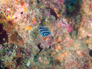 水中洞窟にいる美しいサザナミヤッコ（キンチャクダイ科）の幼魚。

日本国静岡県伊豆半島賀茂郡南伊豆町中木から渡し船で渡るヒリゾ浜にて。
2022年9月水中撮影。

The Beautiful juvenile Zebra angelfish (Pomacanthus semicirculatus) in underwater cave. 
