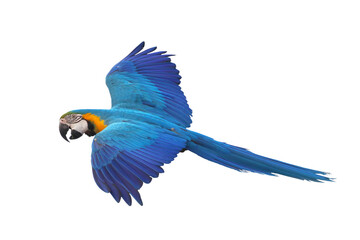 Colorful flying Blue and Gold Macaw parrot isolated on transparent background png file
