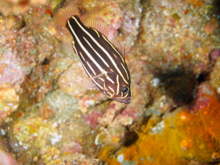 水中洞窟にいる毒を持つ美しいヌノサラシ（ハタ科）の幼魚。

日本国静岡県伊豆半島賀茂郡南伊豆町中木から渡し船で渡るヒリゾ浜にて。
2022年9月水中撮影。

A beautiful, juvenile venomous Goldenstriped soapfish juvenile (Grammistes sexlineatus) in an underwater cave.
