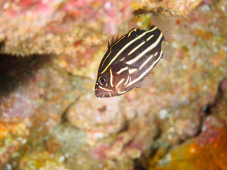 水中洞窟にいる毒を持つ美しいヌノサラシ（ハタ科）の幼魚。

日本国静岡県伊豆半島賀茂郡南伊豆町中木から渡し船で渡るヒリゾ浜にて。
2022年9月水中撮影。

A beautiful, juvenile venomous Goldenstriped soapfish juvenile (Grammistes sexlineatus) in an underwater cave.
