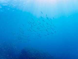 キビナゴの大群を襲う迫力あるタイワンカマス（カマス科）他の群れとスキンダイバー。

日本国静岡県伊豆半島賀茂郡南伊豆町中木から渡し船で渡るヒリゾ浜にて。
2022年9月水中撮影。

Yellowtail barracuda (Sphyraena obtusata) attacking a large school of Silver-Stripe Round Herrings (Spratello