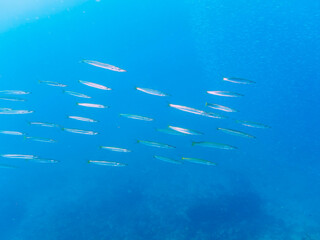 キビナゴの大群を襲う迫力あるタイワンカマス（カマス科）他の群れとスキンダイバー。

日本国静岡県伊豆半島賀茂郡南伊豆町中木から渡し船で渡るヒリゾ浜にて。
2022年9月水中撮影。

Yellowtail barracuda (Sphyraena obtusata) attacking a large school of Silver-Stripe Round Herrings (Spratello